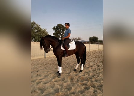 PRE Mix, Stallion, 4 years, 15,2 hh, Black