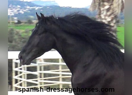 PRE Mix, Stallion, 4 years, 15,2 hh, Black
