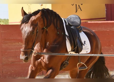 PRE, Stallion, 4 years, 15,2 hh, Brown