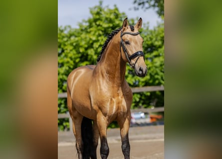 PRE Mix, Stallion, 4 years, 15,2 hh, Buckskin