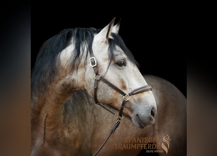 PRE, Stallion, 4 years, 15,2 hh, Dun