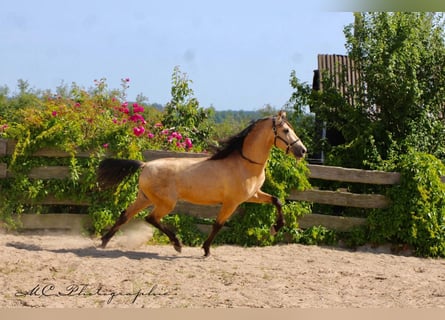 PRE Mix, Stallion, 4 years, 15,2 hh, Dun