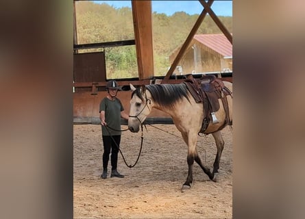 PRE Mix, Stallion, 4 years, 15,2 hh, Dun