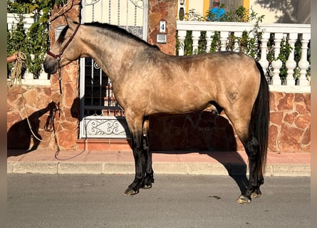 PRE Mix, Stallion, 4 years, 15,2 hh, Dun