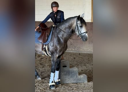 PRE Mix, Stallion, 4 years, 15,2 hh, Grey-Dapple