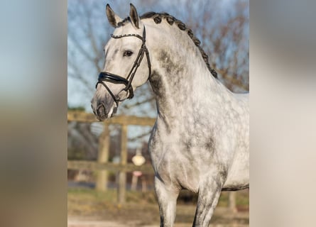 PRE, Stallion, 4 years, 15,2 hh, Grey