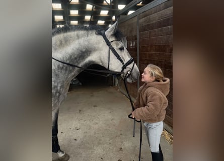 PRE Mix, Stallion, 4 years, 15,2 hh, Grey
