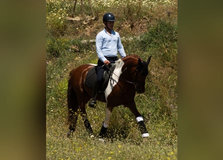 PRE Mix, Stallion, 4 years, 15,2 hh, Tobiano-all-colors