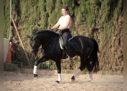 PRE Mix, Stallion, 4 years, 15,3 hh, Black