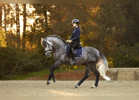 PRE, Stallion, 4 years, 15,3 hh, Grey-Dapple