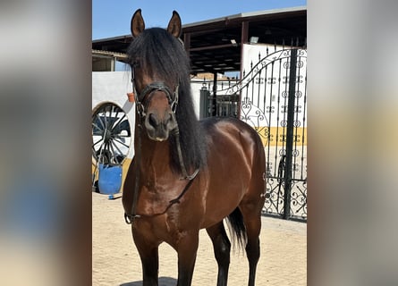 PRE Mix, Stallion, 4 years, 16.1 hh, Bay-Dark