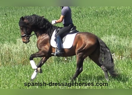 PRE Mix, Stallion, 4 years, 16,1 hh, Brown