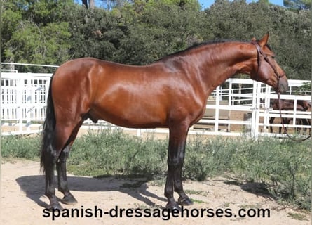 PRE Mix, Stallion, 4 years, 16,1 hh, Brown