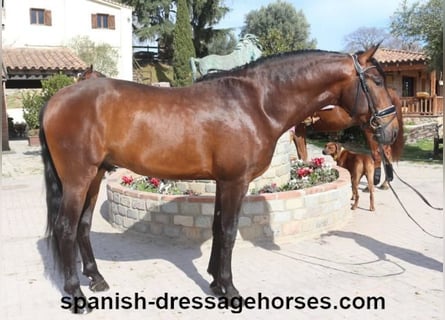 PRE Mix, Stallion, 4 years, 16.1 hh, Brown