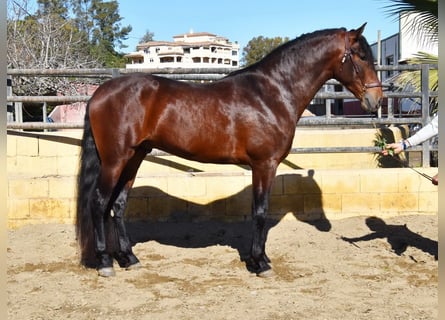 PRE, Stallion, 4 years, 16,1 hh, Brown