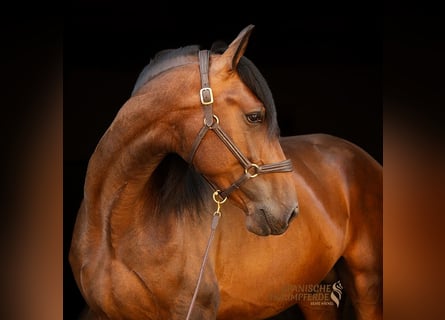 PRE Mix, Stallion, 4 years, 16.1 hh, Brown