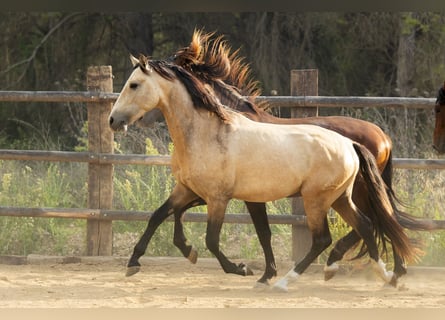 PRE, Stallion, 4 years, 16.1 hh, Buckskin