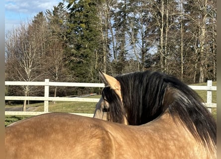 PRE, Stallion, 4 years, 16,1 hh, Dun