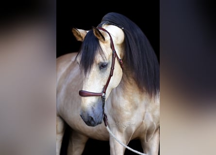 PRE, Stallion, 4 years, 16,1 hh, Dun