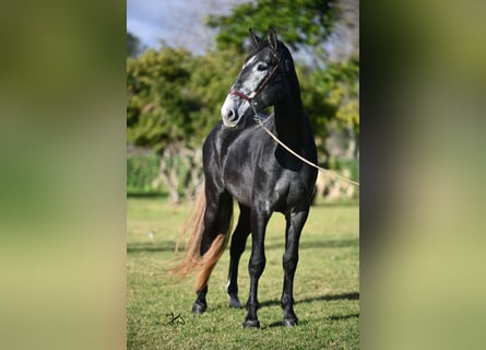 PRE, Stallion, 4 years, 16,1 hh, Gray