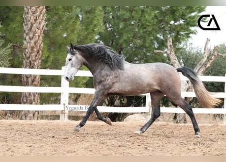 PRE, Stallion, 4 years, 16.1 hh, Gray-Dapple
