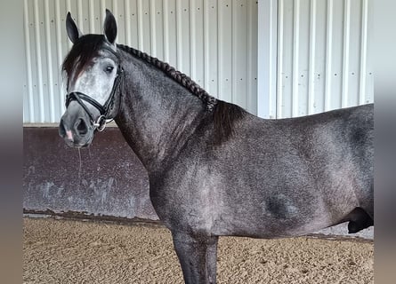 PRE, Stallion, 4 years, 16.1 hh, Gray-Dark-Tan
