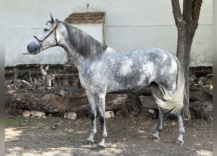 PRE, Stallion, 4 years, 16.1 hh, Gray