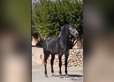 PRE Mix, Stallion, 4 years, 16,1 hh, Gray