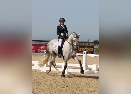 PRE Mix, Stallion, 4 years, 16.1 hh, Grey-Dapple