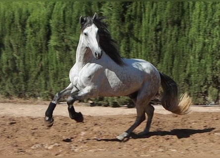 PRE, Stallion, 4 years, 16.1 hh, Grey-Dapple