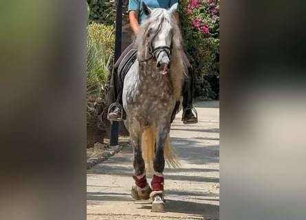 PRE Mix, Stallion, 4 years, 16.1 hh, Grey-Dapple