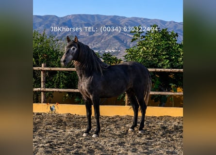 PRE Mix, Stallion, 4 years, 16.1 hh, Grey-Dark-Tan