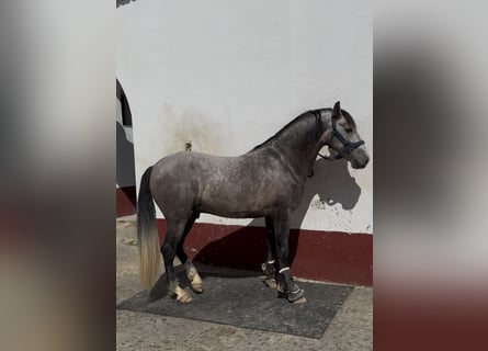 PRE, Stallion, 4 years, 16.1 hh, Grey