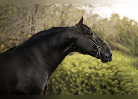 PRE, Stallion, 4 years, 16,2 hh, Black