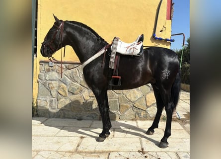 PRE Mix, Stallion, 4 years, 16.2 hh, Black