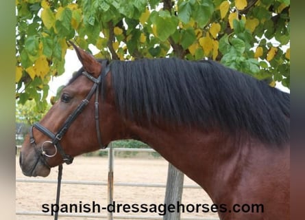 PRE Mix, Stallion, 4 years, 16,2 hh, Brown