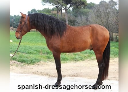 PRE Mix, Stallion, 4 years, 16,2 hh, Brown