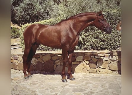 PRE, Stallion, 4 years, 16.2 hh, Chestnut-Red