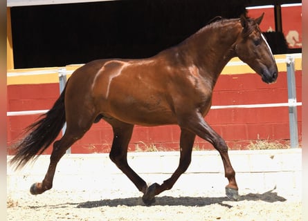 PRE Mix, Stallion, 4 years, 16,2 hh, Chestnut-Red