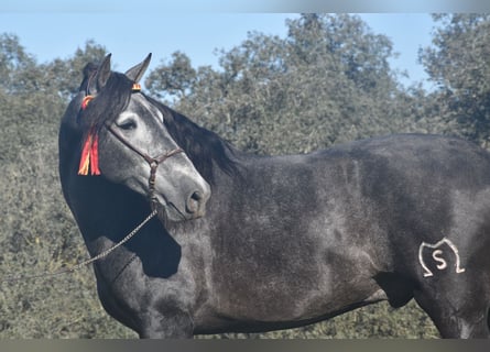 PRE, Stallion, 4 years, 16.2 hh, Gray-Dapple