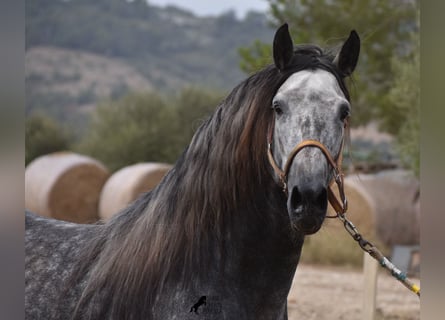 PRE, Stallion, 4 years, 16,2 hh, Gray