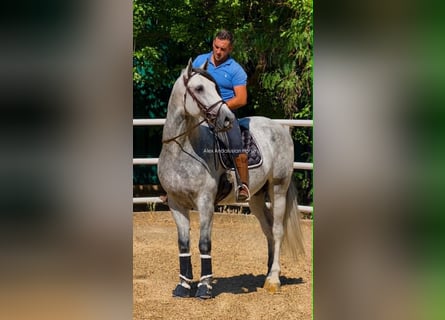 PRE Mix, Stallion, 4 years, 16.2 hh, Grey