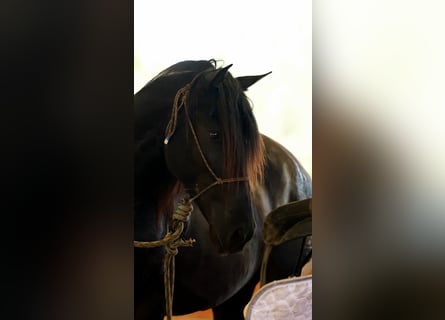 PRE, Stallion, 4 years, 16,3 hh, Black