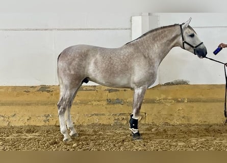 PRE, Stallion, 4 years, 16.3 hh, Gray