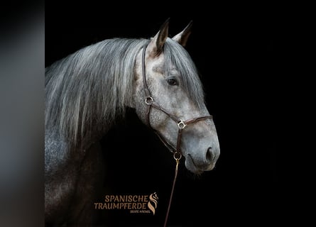 PRE Mix, Stallion, 4 years, 16,3 hh, Gray