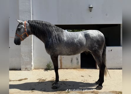 PRE Mix, Stallion, 4 years, 16.3 hh, Grey