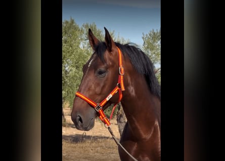 PRE Mix, Stallion, 4 years, 16 hh, Bay