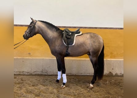 PRE Mix, Stallion, 4 years, 16 hh, Bay