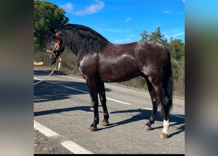 PRE Mix, Stallion, 4 years, 16 hh, Black