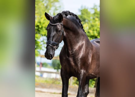 PRE Mix, Stallion, 4 years, 16 hh, Black
